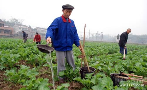 Methods of ensuring rape safe overwintering and protecting rape seedlings in winter