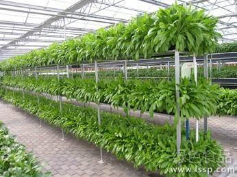 Promote the aerosol cultivation of scientific vegetable soilless cultivation techniques