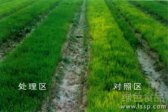 Analysis on the main points of Rice Seedling raising techniques of 