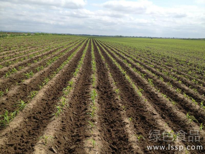 Three ridges cultivation techniques of soybean: double rows on ridges with layered fertilization