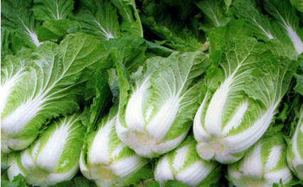 High-yield planting and Culture techniques of early-maturing Autumn Chinese Cabbage