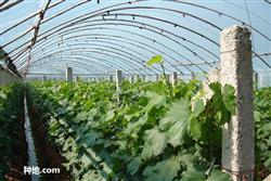 How to use drip irrigation in greenhouse vineyard?