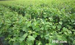 How to improve the fruit setting rate of Jufeng grape?