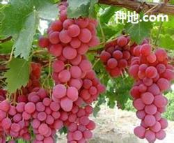 How to manage the red earth grape flowers and fruits?