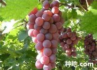 How to grow ruby seedless grapes?