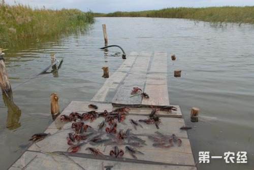 How do shrimp farmers get out of the misunderstanding of dissolved oxygen management in shrimp ponds?