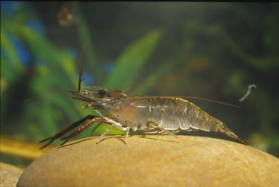 If you want to double the output of freshwater shrimp, remember to feed it like this.