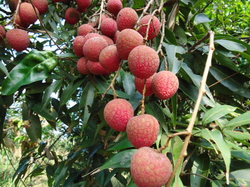 When is the litchi ripe? what month is the season? How much is the latest price of litchi per jin?