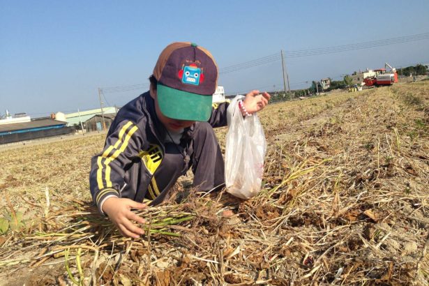 Don't harvest red beans with paraquat! The drug institute has developed a new red bean desiccant, which costs 3,000 yuan per hectare to encourage farmers to try it.