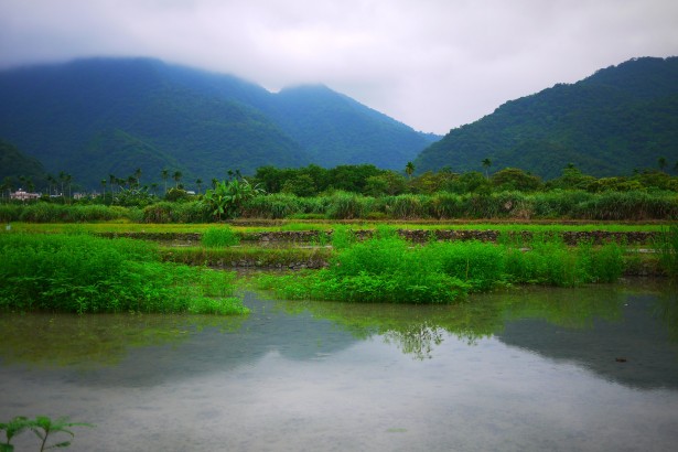 Eat to save Taiwan! Cereal farmers & recipe grapevine fan page set up and solicited enthusiastic editors