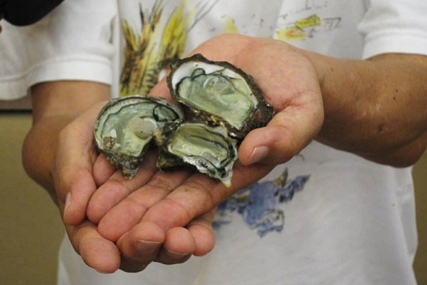 Taoyuan, polluted by heavy metals on the coast, receives the Green Stone Oyster Award