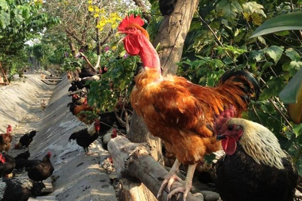 Chen Weiren came out of the cage and became a wild chicken farmer.