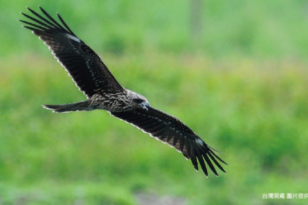 Keep a piece of red bean field of friendly eagle