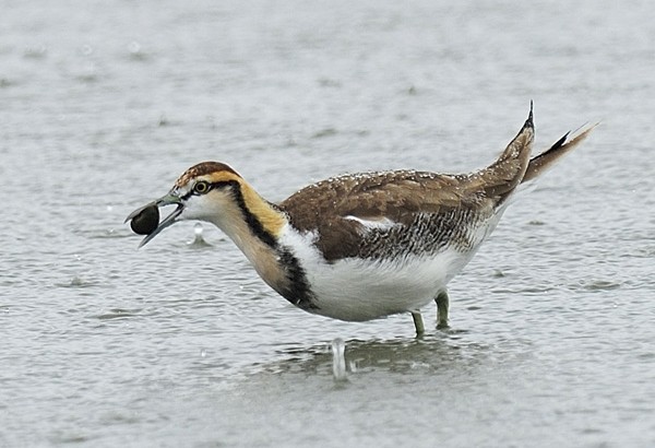 Please work together to protect the rare water pheasant and Dong chicken.