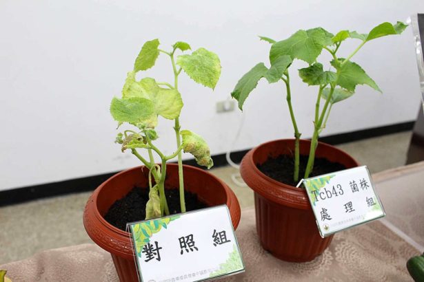 Is cucumber still worried about powdery mildew? The control rate of Tcb43 strain is 60%, and muskmelon, red dragon fruit is also useful.