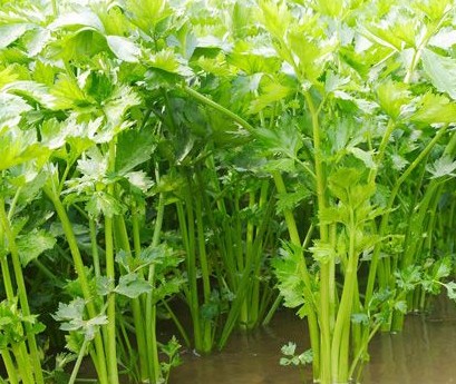 How to keep the seed of conventional celery?