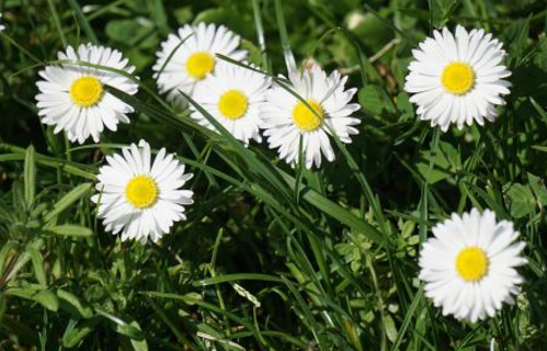 How to breed daisies