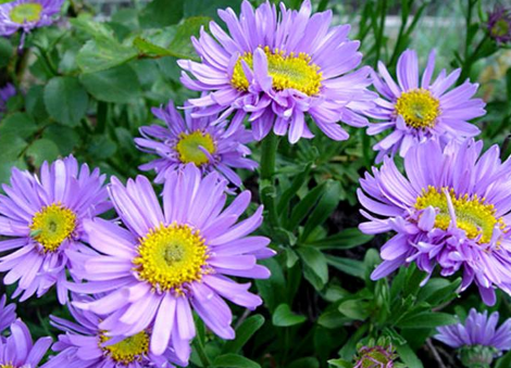 Sowing method of Cui Chrysanthemum