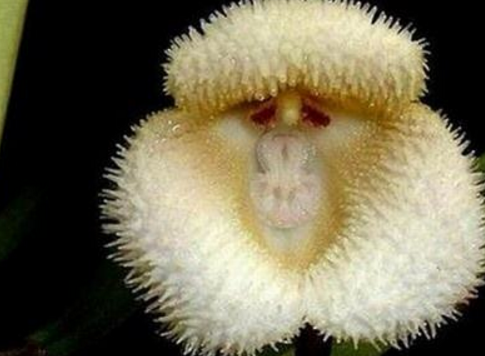 Disease control of monkey-faced small dragon orchid