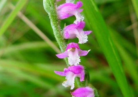 Control methods of diseases and insect pests of Stripe grass