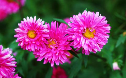 Maintenance measures of Dutch Chrysanthemum