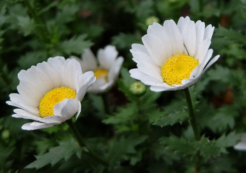 Planting method of Chrysanthemum morifolium