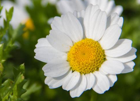 Matters needing attention in the culture of white chrysanthemum