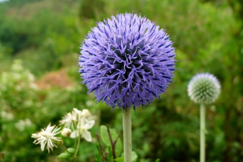 Maintenance method of blue thorn head