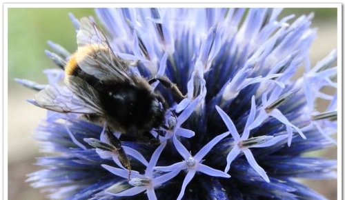 Seed planting method of blue thorn head