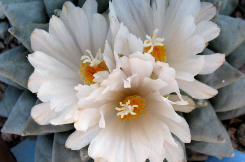 Seed propagation of rock peony