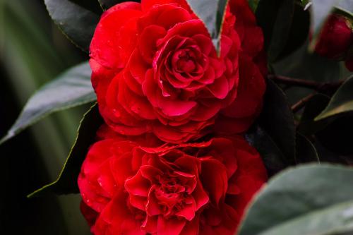 Cutting time of camellias