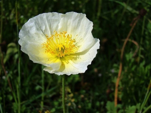 Planting techniques of seed bulbs of Ranunculus chinensis