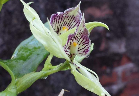 Culture method of octopus orchid