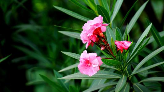 Conservation measures and precautions of oleander