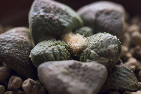 Maintenance of rock peony in spring