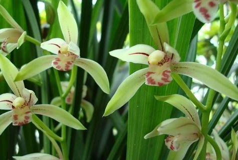 How to deal with the rotten roots of orchids