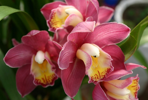 Matters needing attention in the Culture of Cymbidium