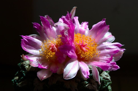 Conservation of rock peony in summer