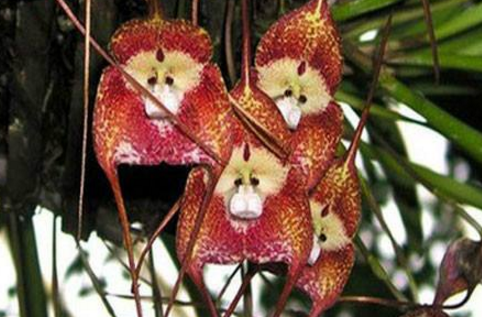 The Propagation method of Monkey-faced Cymbidium