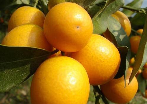 Culture methods of kumquat trees