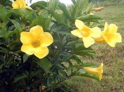 Maintenance measures and matters needing attention of yellow cicada flower