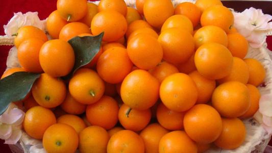 Culture methods of kumquat