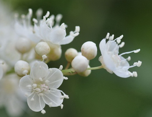 First, the culture method of Pearl Plum