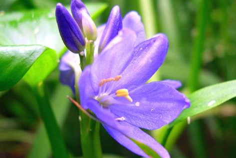 The Propagation method of Rain long Flower