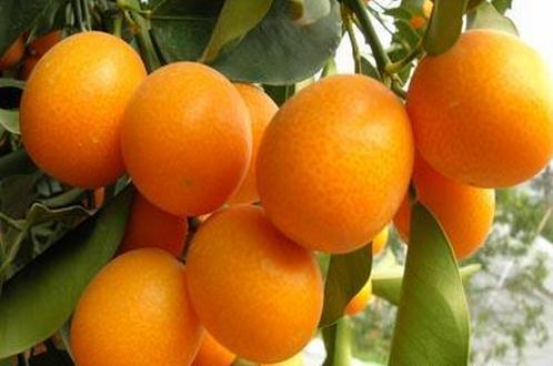 Conservation methods and matters needing attention of kumquat