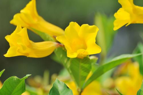 Conservation measures and matters needing attention of yellow cicada flower