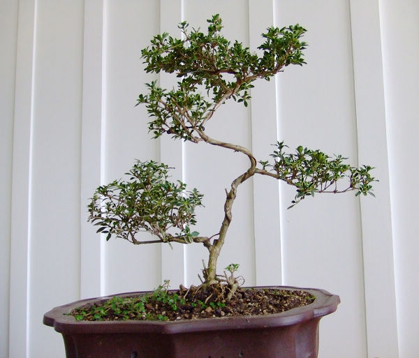 Species of snow bonsai in June