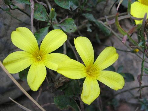 The mode of propagation of egg flower