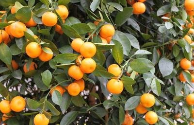 The reason for the yellowing of the leaves of golden orange trees