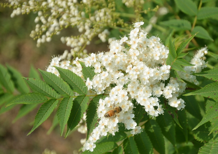 Second, the precautions for pearl plum farming